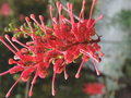 vignette Grevillea georgeana