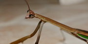 vignette Mante (Tenodera costalis)