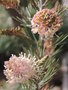 vignette Grevillea crithmifolia