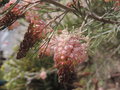 vignette Grevillea 'Pink Ice'