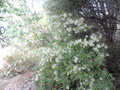 vignette Grevillea 'White Wings'