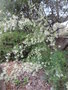 vignette Grevillea 'White Wings'