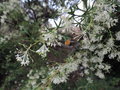 vignette Grevillea 'White Wings'