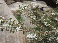 vignette Leptospermum humifusum