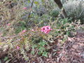 vignette Leptospermum scoparium 'Ballerina'