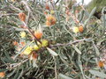 vignette Hakea cinerea