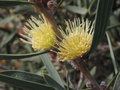 vignette Hakea cinerea