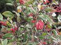 vignette Grevillea rhyolitica