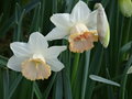 vignette Narcissus
