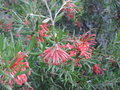 vignette Grevillea 'Poorinda Peter'