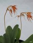 vignette Bulbophyllum taiwanense