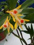 vignette Dendrobium schrautii