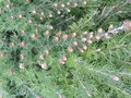 vignette Grevillea crithmifolia