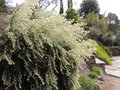 vignette Grevillea curviloba