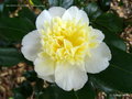 vignette Camélia ' BRUSHFIELD'S YELLOW  ' camellia japonica