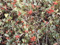 vignette Grevillea pilosa