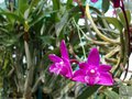 vignette Dendrobium kingianum 