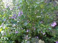 vignette Prostanthera ovalifolia - Menthe arbustive australienne