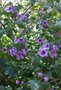 vignette Prostanthera ovalifolia - Menthe arbustive australienne