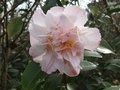 vignette Camellia champtre 'High Fragance'