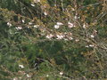 vignette Prunus subhirtella 'autumnalis'