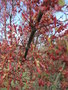 vignette Acer palmatum 'Hygasayama'