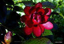 vignette Camélia ' KURO-TSUBAKI ' camellia japonica