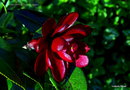 vignette Camélia ' KURO-TSUBAKI ' camellia japonica