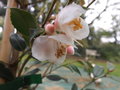 vignette Camellia rosthorniana 'cupido'