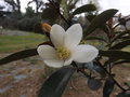 vignette Michelia (magnolia) yunnanensis