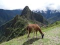 vignette Lama glama au Machu Picchu