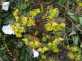 vignette Euphorbia amygdaloides
