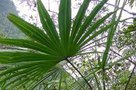 vignette Trachycarpus geminisectus