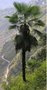vignette Trachycarpus kumaon