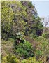 vignette Trachycarpus ravenii