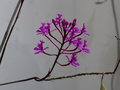 vignette Epidendrum - Orchide