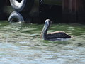 vignette Pelecanus thagus - Plican thage