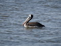 vignette Pelecanus thagus - Plican thage