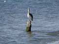 vignette Pelecanus thagus - Plican thage