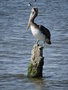 vignette Pelecanus thagus - Plican thage