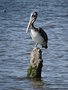 vignette Pelecanus thagus - Plican thage