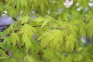 vignette Acer palmatum 'Katsura'