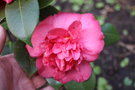 vignette Camellia japonica 'De Schone van het Leen'