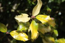 vignette Ilex aquifolium cv.