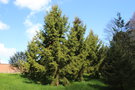 vignette Picea omorika 'Aurea'
