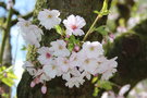 vignette Prunus hirtipes = P. conradinae 'Semiplena'