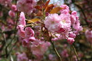 vignette Prunus 'Kanzan'