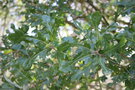 vignette Quercus x crenata 'Diversifolia'