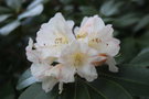 vignette Rhododendron 'Unique'
