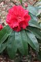 vignette Rhododendron 'Taurus'
